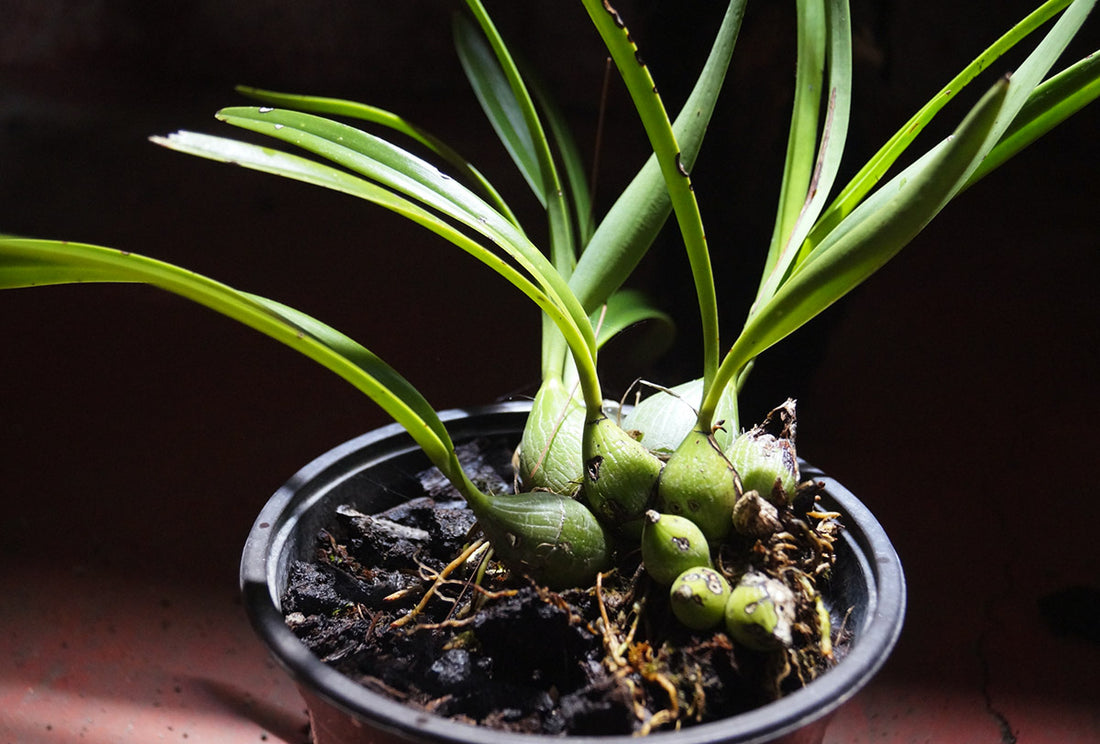 This startup is saving orchids