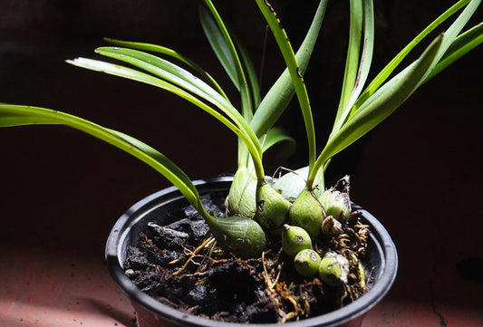 This startup is saving orchids