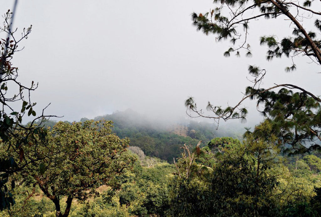 Building a Fog Water Mass for Wildfire Mitigation