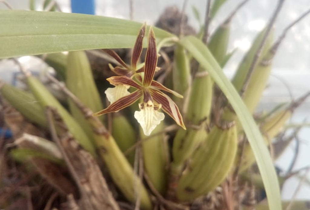 Le projet Fog Tech pour sauver les orchidées en voie de disparition devient un grand succès
